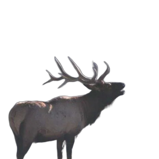 animal, crown, creature, hat transparent PNG cut-out