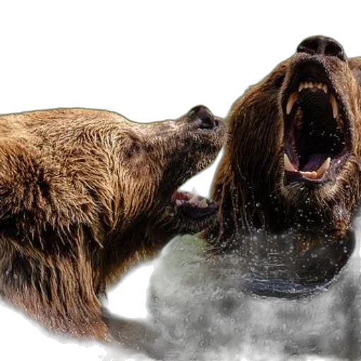 animal, photorealistic, two, brown transparent PNG cut-out