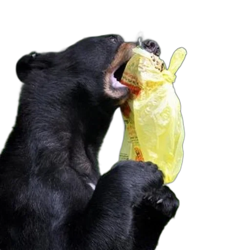 food, animal, bottle, creature transparent PNG cut-out