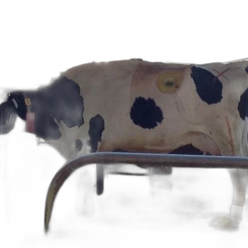 animal, furniture, food, dress transparent PNG cut-out