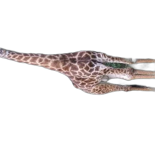 dragon, animal, creature, shoes transparent PNG cut-out