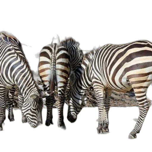 animal, creature, photorealistic, 3d render transparent PNG cut-out