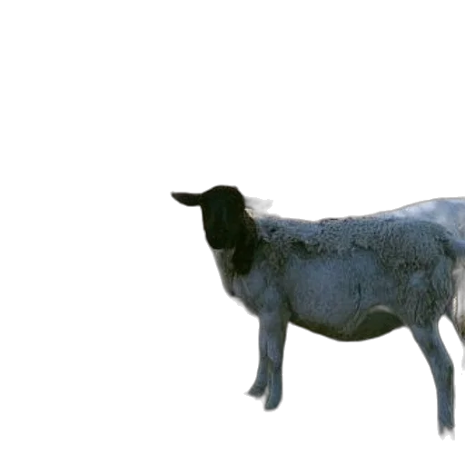 animal, creature, hair, staff transparent PNG cut-out