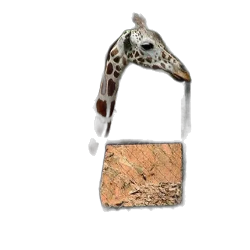 jewelry, animal, mask, crown transparent PNG cut-out