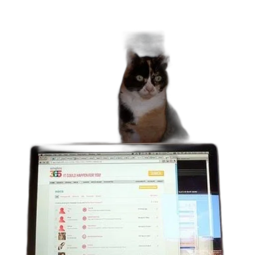 staff, animal, bottle, cat transparent PNG cut-out