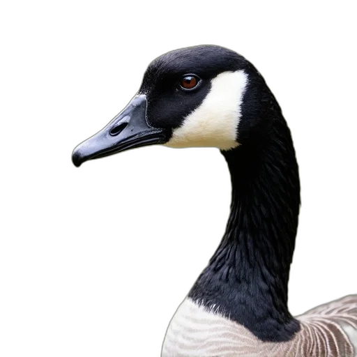 animal, creature, mask, face transparent PNG cut-out