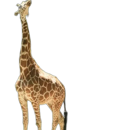 animal, creature, staff, weapon transparent PNG cut-out