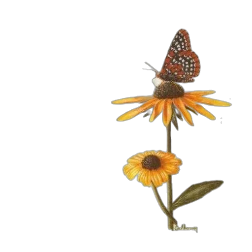 flower, crown, animal, jewelry transparent PNG cut-out
