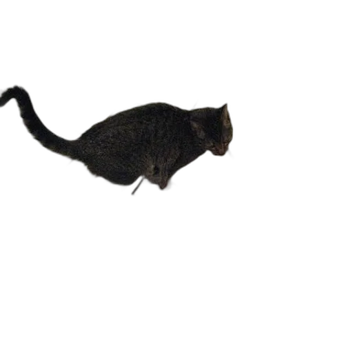 animal, staff, creature, hat transparent PNG cut-out