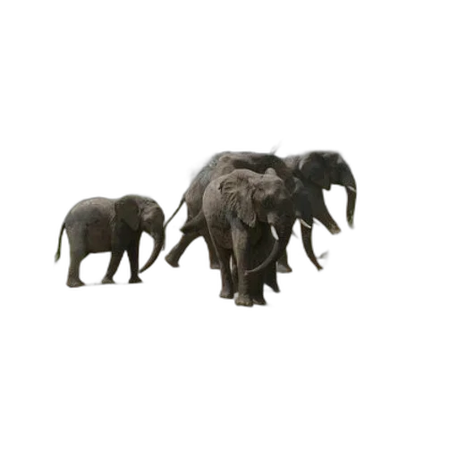 animal, creature, jewelry, weapon transparent PNG cut-out