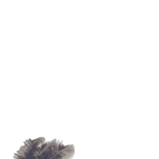 hair, hat, shoes, animal transparent PNG cut-out