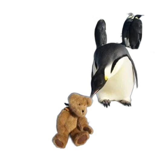 animal, 3d render, teddy, bear transparent PNG cut-out