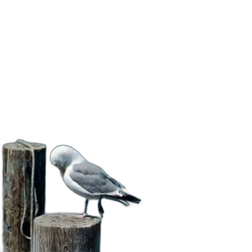 animal, furniture, tree, robot transparent PNG cut-out