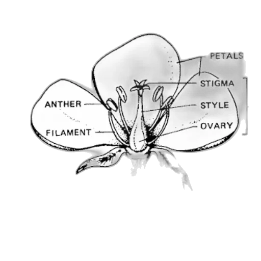 crown, jacket, hat, umbrella transparent PNG cut-out