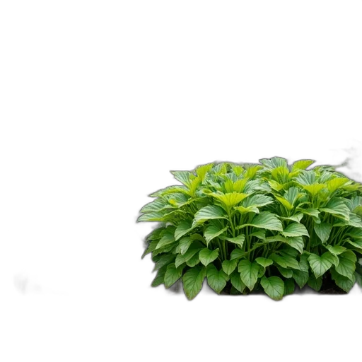 crown, staff, flower, food transparent PNG cut-out
