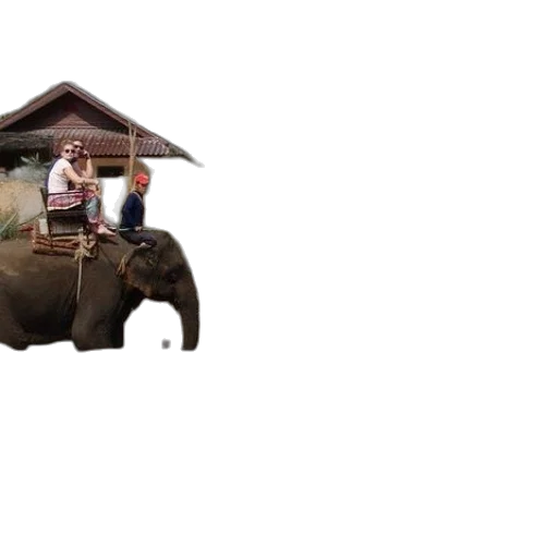 umbrella, hat, animal, car transparent PNG cut-out
