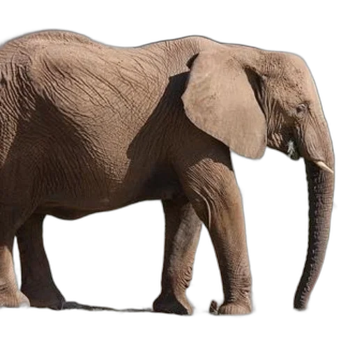 animal, creature, weapon, staff transparent PNG cut-out