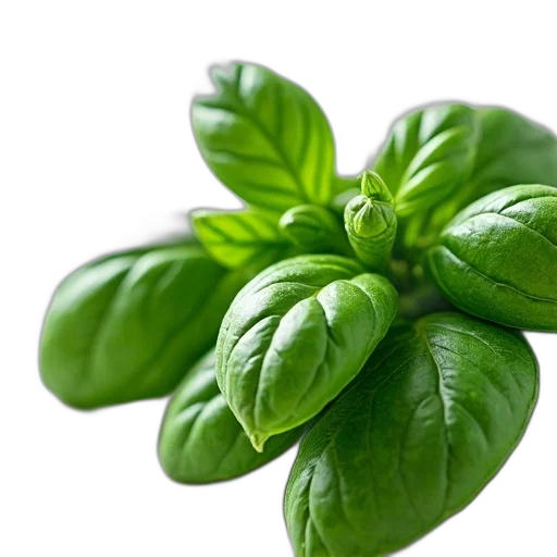 food, flower, weapon, photorealistic transparent PNG cut-out