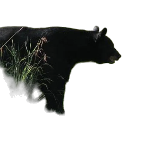 animal, creature, staff, weapon transparent PNG cut-out