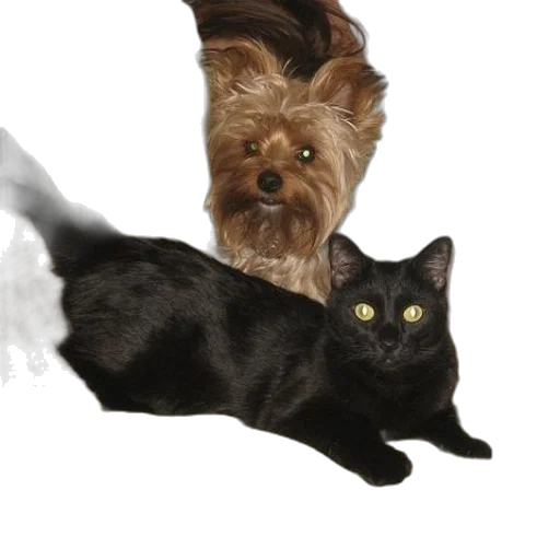 animal, staff, creature, hair transparent PNG cut-out