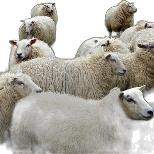 animal, 3d render, herd, sheep transparent PNG cut-out
