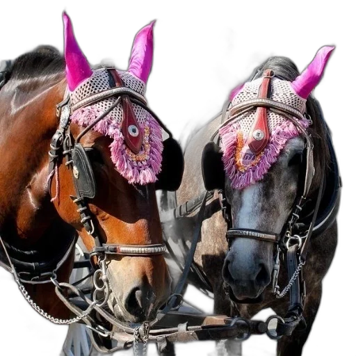mask, crown, jewelry, animal transparent PNG cut-out