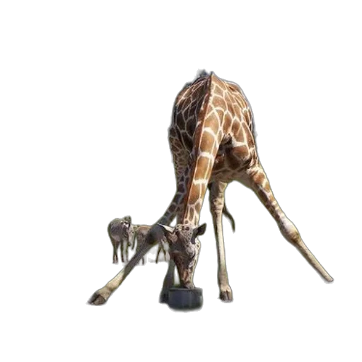 animal, creature, staff, weapon transparent PNG cut-out