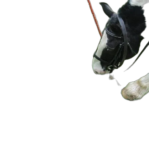 animal, staff, mask, weapon transparent PNG cut-out