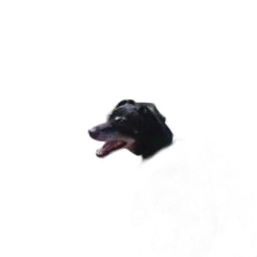 animal, creature, hat, face transparent PNG cut-out