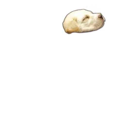 animal, face, food, creature transparent PNG cut-out