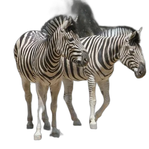 animal, creature, furniture, jewelry transparent PNG cut-out