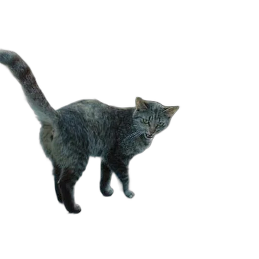 animal, staff, creature, weapon transparent PNG cut-out