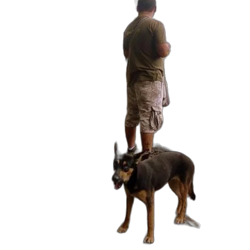 animal, creature, staff, weapon transparent PNG cut-out