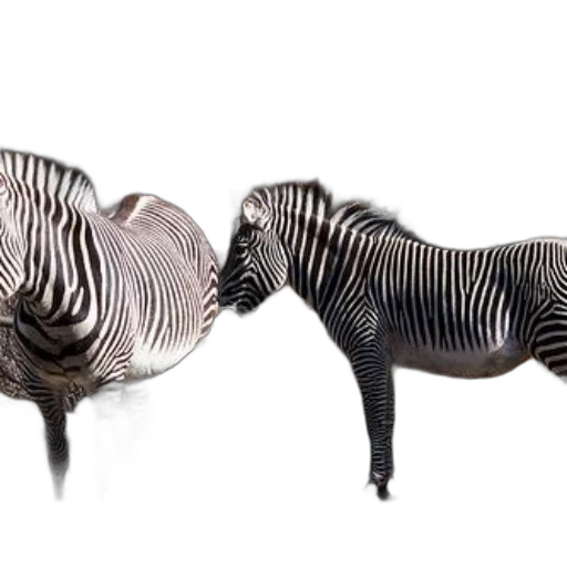 animal, furniture, jewelry, creature transparent PNG cut-out