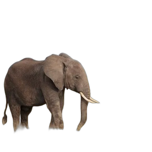 animal, creature, 3d render, concept art transparent PNG cut-out