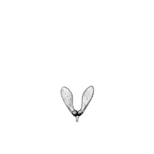 animal, creature, jewelry, flower transparent PNG cut-out