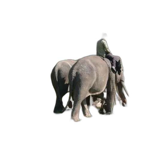 animal, creature, staff, weapon transparent PNG cut-out