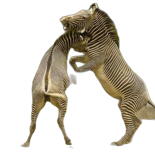 animal, jewelry, creature, 3d render transparent PNG cut-out