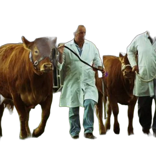 animal, staff, concept art, photorealistic transparent PNG cut-out