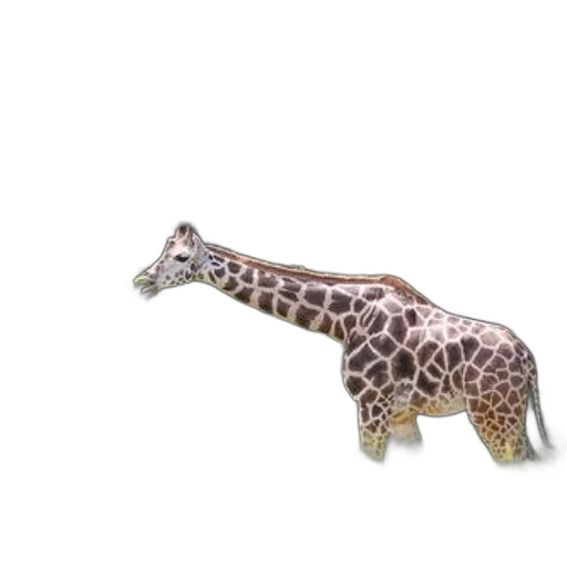 animal, jewelry, creature, furniture transparent PNG cut-out