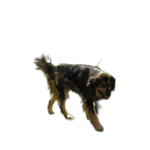 animal, creature, staff, hair transparent PNG cut-out