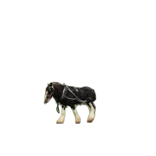 animal, creature, hair, furniture transparent PNG cut-out