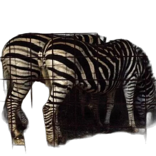 animal, creature, furniture, jacket transparent PNG cut-out