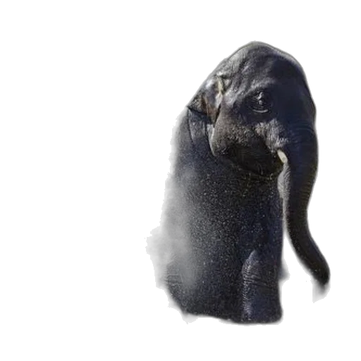 animal, creature, face, mask transparent PNG cut-out