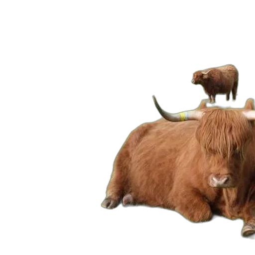 animal, photorealistic, group, highland transparent PNG cut-out