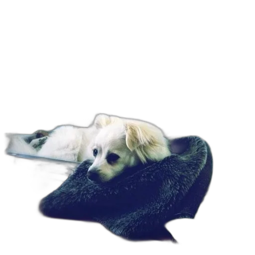 hat, animal, creature, shoes transparent PNG cut-out
