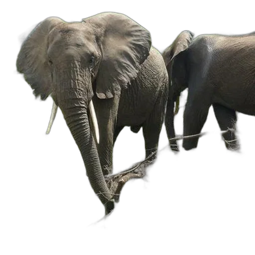animal, creature, weapon, concept art transparent PNG cut-out