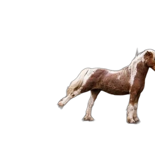 animal, creature, jewelry, furniture transparent PNG cut-out