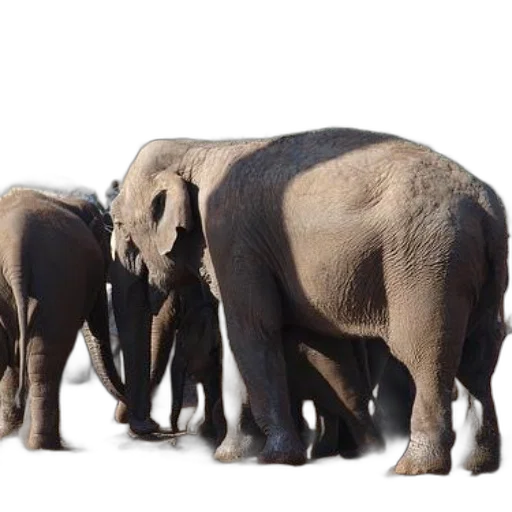 animal, elephants, enclosure, zoo transparent PNG cut-out