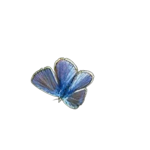 jewelry, flower, animal, crown transparent PNG cut-out